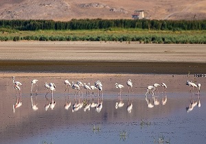 پارک ملی دریاچه ارومیه؛برترین پارک بین المللی/  احیای زیست‌بوم در دستور کار