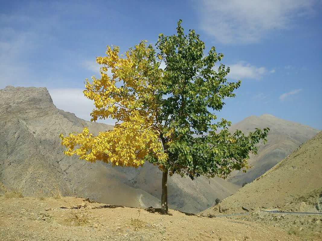 درختی با دو فصل متفاوت + عکس