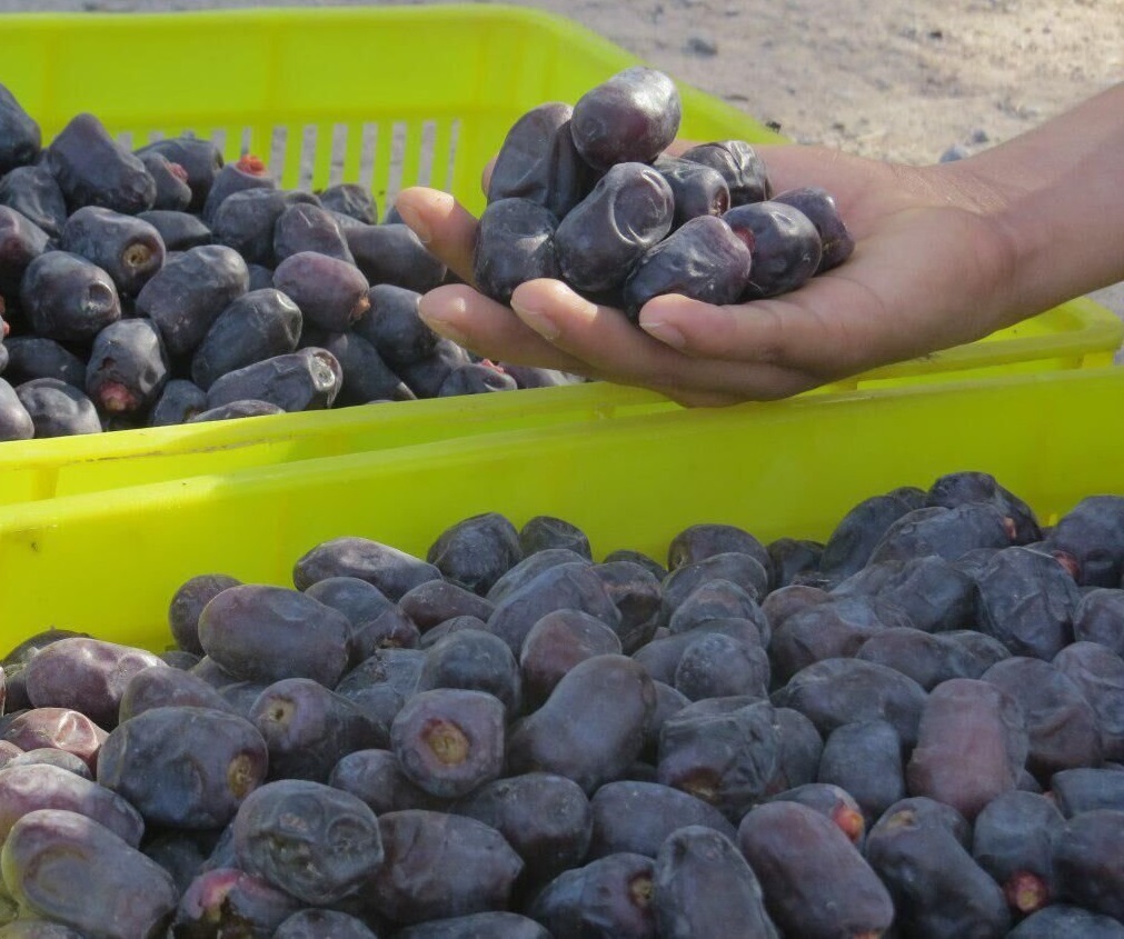 خرید توافقی خرما در سیستان و بلوچستان آغاز شد