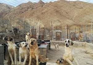 موعد ۱۰ روزه برای رفع نواقص نقاهتگاه سگ&zwnj;های ولگرد کهریزک/ ممنوعیت واگذاری اداره نقاهتگاه به پیمانکاران تا اطلاع ثانوی