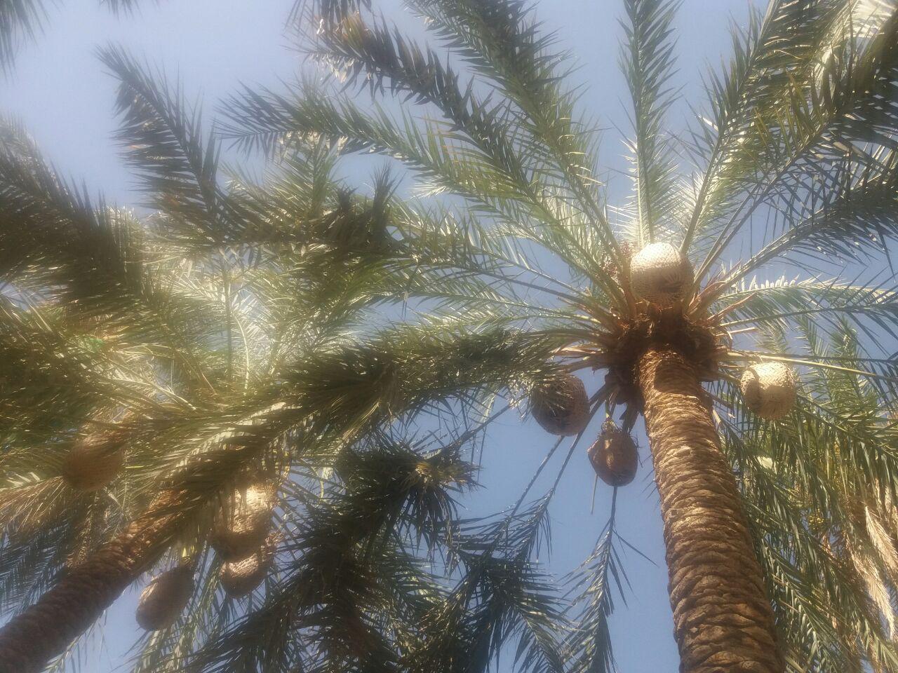 برداشت خرما درعنبرآباد آغاز شد