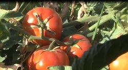 پیش بینی برداشت ۱۲۰ هزار تن گوجه فرنگی در کردستان