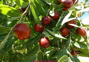 خراسان جنوبی معدن عناب مرغوب