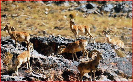 سفر به بام زیبای ایران +تصاویر