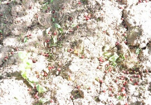 خسارت میلیاردی طوفان های مرداد به محصولات باغی