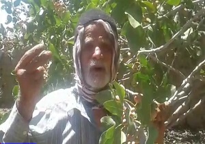 درد و دل یکی از پسته‌کاران روستای حسین‌آباد با مسئولان + فیلم