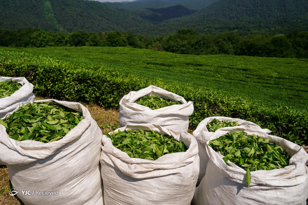 خرید برگ سبز چای از ۹۸ هزار تن گذشت / رشد ۱۵ درصدی تولید برگ سبز چای