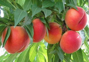 برداشت ۱۰۵ هزار تن انواع هلو و شلیل در اردبیل