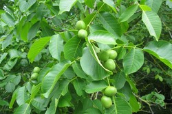 سرشاخه&zwnj;کاری ۵ هزار و ۵۰۰ اصله درخت گردو در استان زنجان