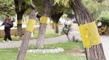 استفاده از چسب زرد به منظور از بین بردن حشرات