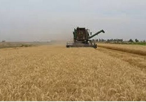 برداشت ۱۸ هزار تن گندم و جو از اراضی کشاورزی سمیرم