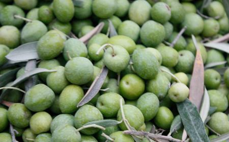 تشکیل اولین زنجیره ارزش زیتون در رودبار