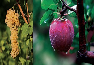 پیش بینی برداشت ۷۳۳ هزار تن محصولات باغی در استان همدان