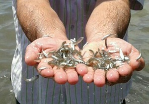 ۷۲ هزار قطعه بچه ماهی گرمابی در استخر‌های سراوان رهاسازی شد