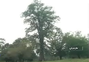 معرفی درخت مازو در جنگل‌های هيرکانی مازندران + فیلم