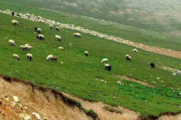 روابط عموم//کاهش ۲ درصدی تعداد بره در دامداری&zwnj;های کشور