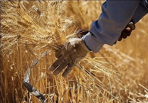پرداخت ۲۱۲میلیارد تومان از مطالبات گندم کاران استان قزوین