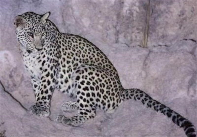 زنده گیری یک قلاده پلنگ در پارک ملی تندوره