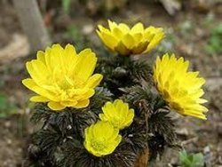 گیاهی که تپش قلب را کنترل می&zwnj;کند