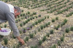 افزایش میزان بهره وری آب با اصلاح الگوی کشت