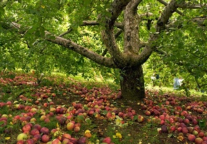 پیس بینی تولید بیش از ۹ هزار تن انجیر