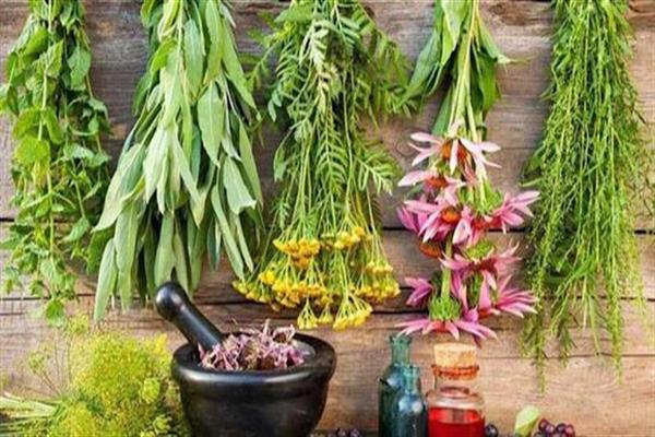 ۲۳ شرکت گیاهان دارویی زیر چتر زیست بوم شرکت‌های خلاق