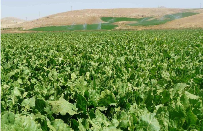 تولید ۹۰ هزار تن شکر با توسعه کشت پاییزه چغندرقند