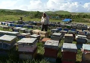 توزیع ۳۸ هزار تن شکر بین زنبورداران فسایی