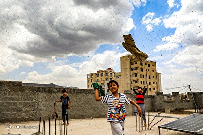 هجوم ملخ‌ها به یمن‎