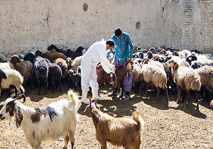 ایمن سازی بیش از ۴ هزار راس دام سنگین علیه تب برفکی شهرستان طبس
