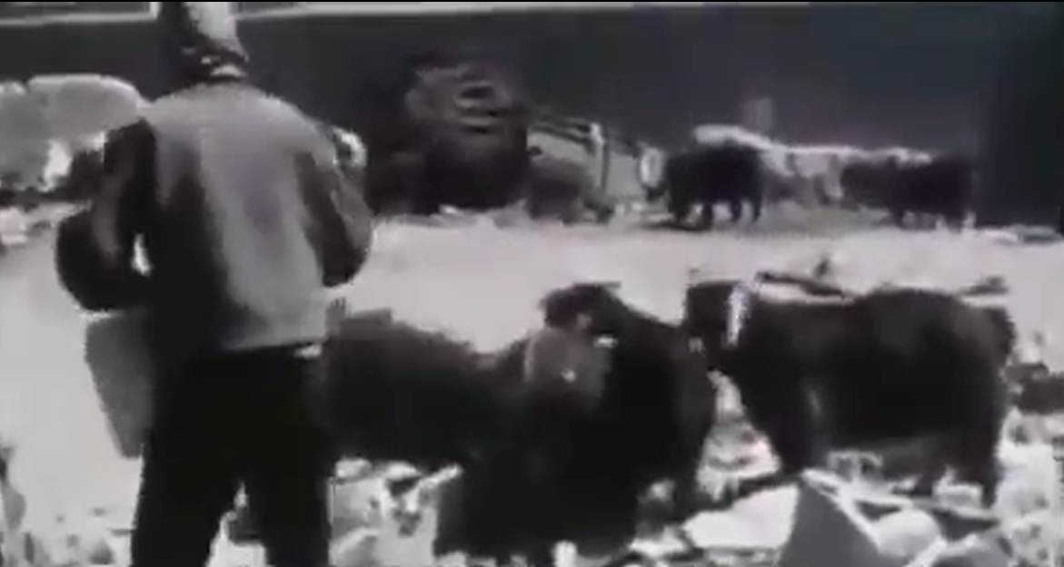 تصاویری از رفاه مردم ایران در دوران پهلوی +فیلم