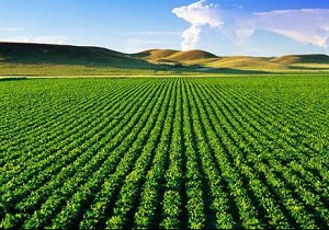 کاشت ۱۱ رقم سویا در قالب طرح انتخاب مشارکتی ارقام در بیله‌سوار