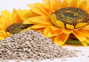 تعاون روستایی خوزستان، خریدار دانه روغنی آفتابگردان کشاورزان