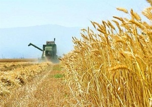 خرید بیش از ۱۰ هزار گندم از کشاورزان خراسان جنوبی
