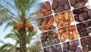 برداشت خرما گرانبها&zwnj;ترین / محصول باغی سیستان و بلوچستان آغاز شد