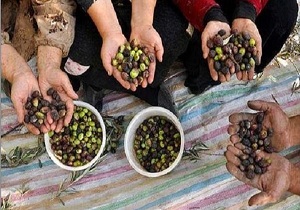 باغداران در کنترل و مبارزه با آفت مگس زیتون مشارکت کنند