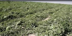برداشت هندوانه نشایی در قروه