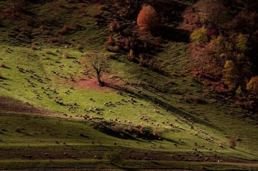 جنگل&zwnj;های ارسباران پذیرای گردشگران در فصل تابستان