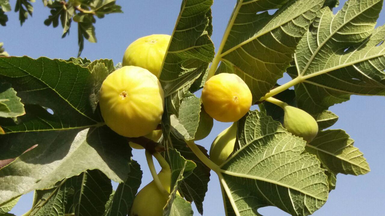 پیش بینی برداشت ۲۴۰ تن انجیر در ارزوئیه