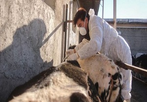 واکسیناسیون بیش از یک‌هزار رأس دام در مبارکه