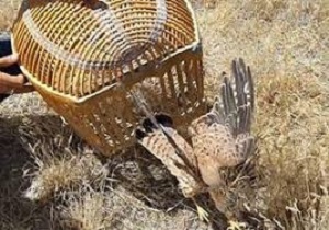 رها کردن ۳ بهله پرنده شکاری در طبیعت قزوین