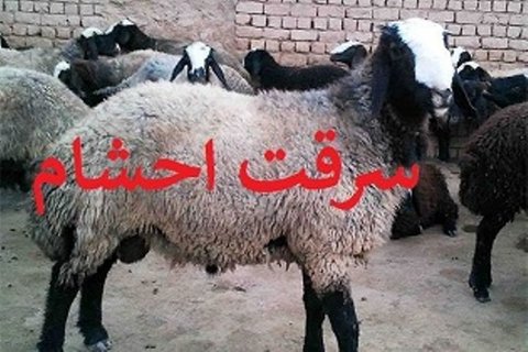 دستگیری اعضای باند سارقان احشام در سبزوار