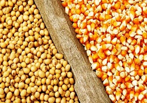 توزیع ۸۵ هزار تن نهاده‌های دامی در واحد‌های دام و طیور قزوین