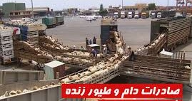 صادرات ۸۵۰۰ تن انواع دام و فرآورده‌های خام دامی از خراسان رضوی