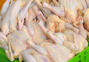 تامین کمبود گوشت مرغ هرمزگان از استان های همجوار
