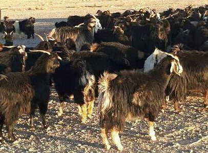 اشتغالزایی پایدار در حاجی آباد با اجرای طرح پرواربندی دام سبک