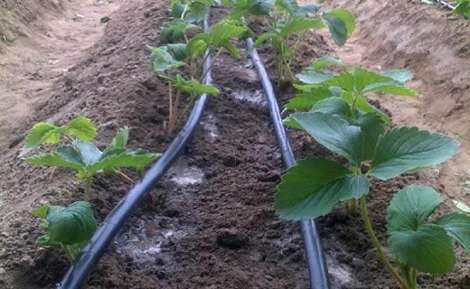 استقبال چشمگیر کشاورزان یزدی از اجرای طرح نوین آبیاری /استان یزد نخستین تولیدکننده محصولات گلخانه&zwnj;ای در کشور