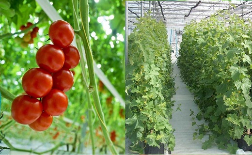 استقبال چشمگیر کشاورزان یزدی از اجرای طرح نوین آبیاری /استان یزد نخستین تولیدکننده محصولات گلخانه&zwnj;ای در کشور