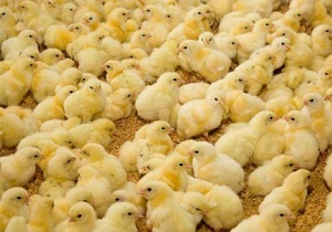 واکسینه کردن ۸۶۰ هزار قطعه جوجه در شادگان