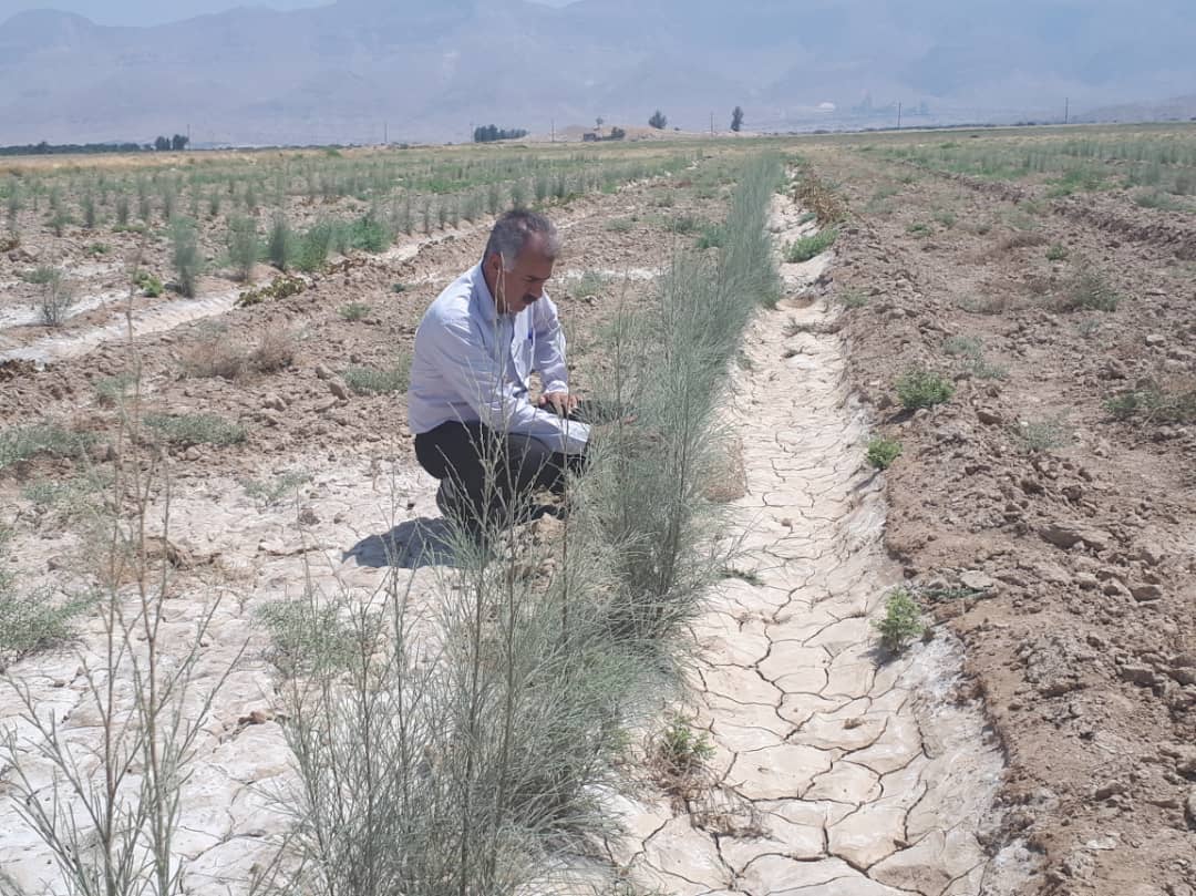 طرح کار آفرینی در مزرعه چوب، اجرا شد